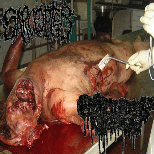 Sarcoptes (USA-1) : Sarcoptes - Cutaneous Horns